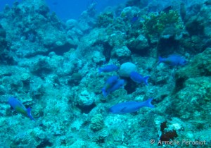 Malendure - îlet Pigeon